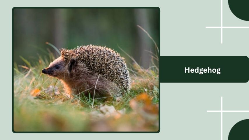 Hedgehog