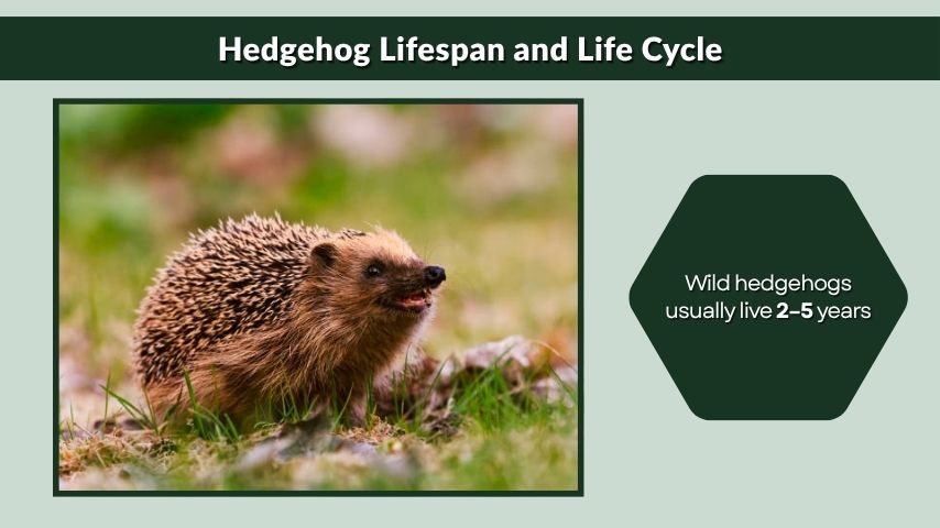 Hedgehog Lifespan and Life Cycle
