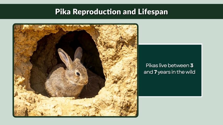 Pika Reproduction and Lifespan