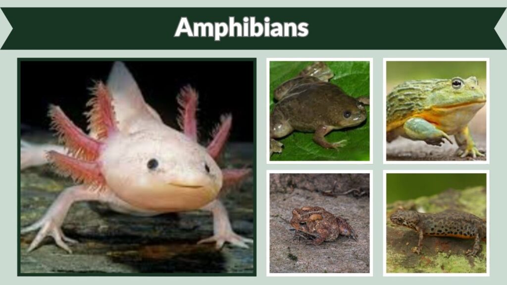  Amphibians