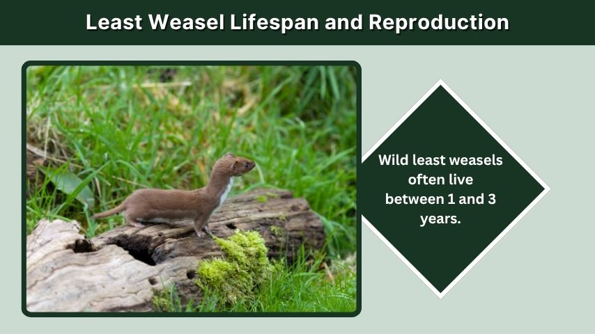 Least Weasel Lifespan and Reproduction