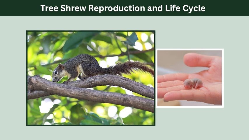 Tree Shrew Reproduction and Life Cycle