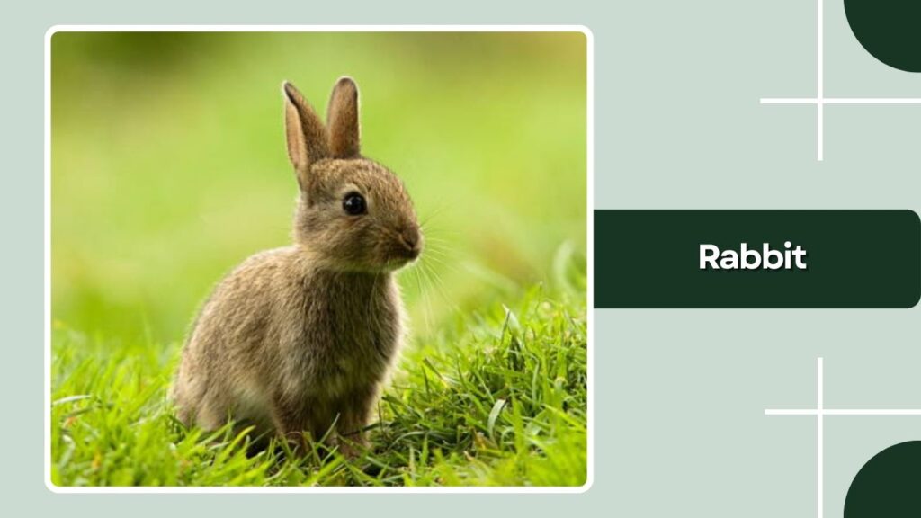  Rabbit