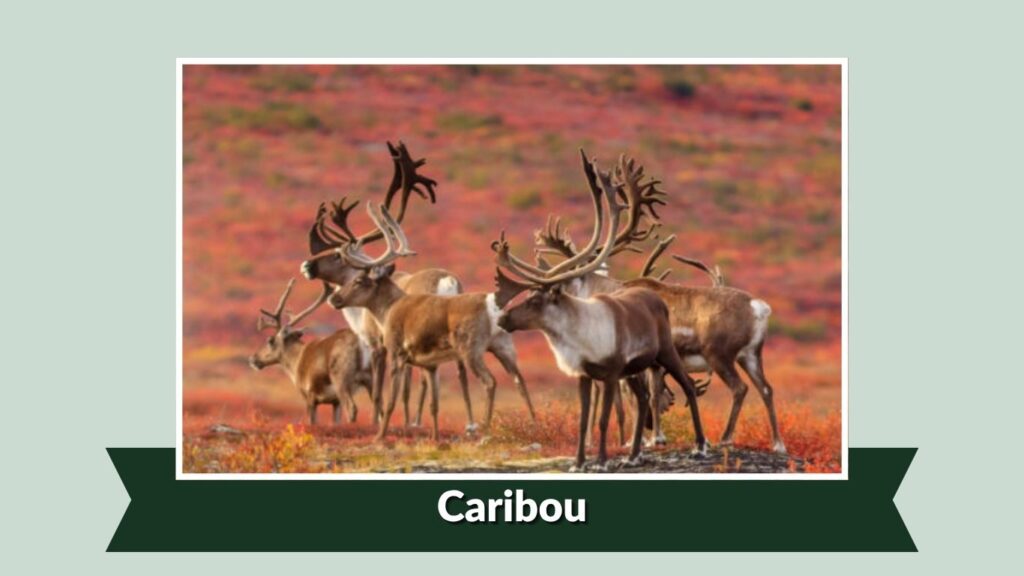 Caribou