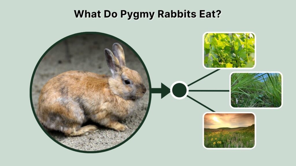 What Do Pygmy Rabbits Eat?
