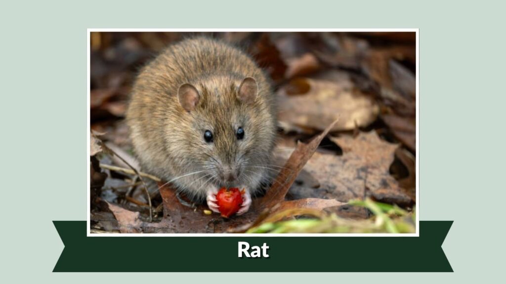 Rat
