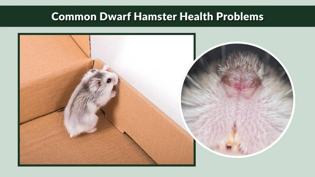 Common Dwarf Hamster Health Problems