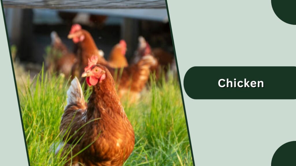 Chicken