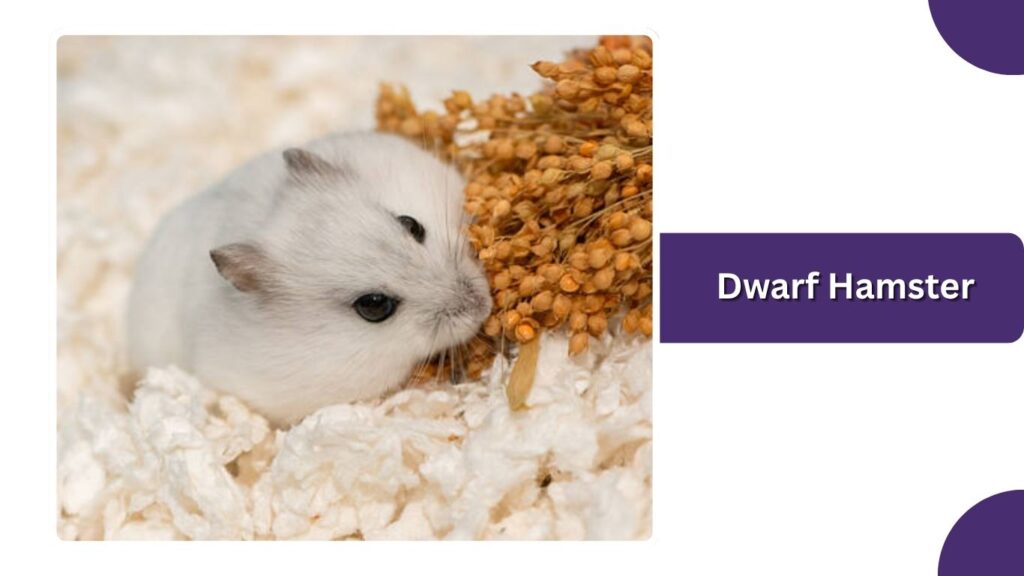 Dwarf Hamster