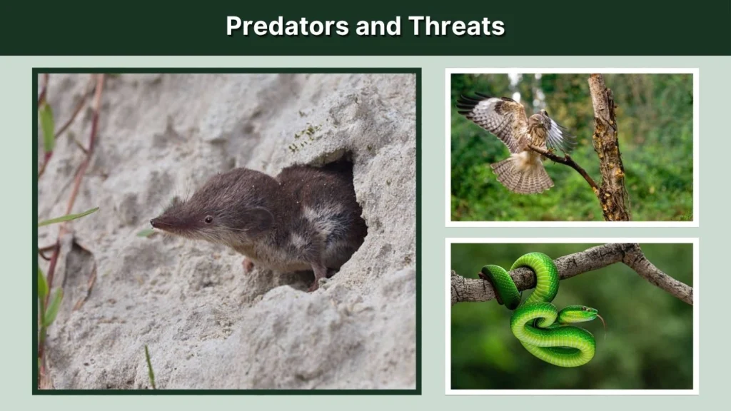 Predators and Threats