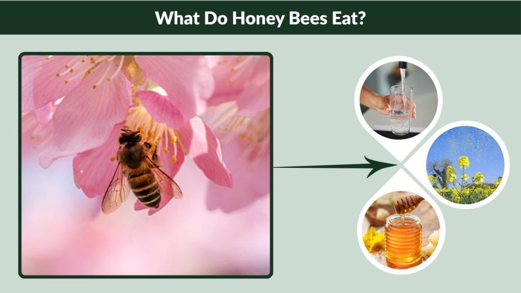 What Do Honey Bees Eat?