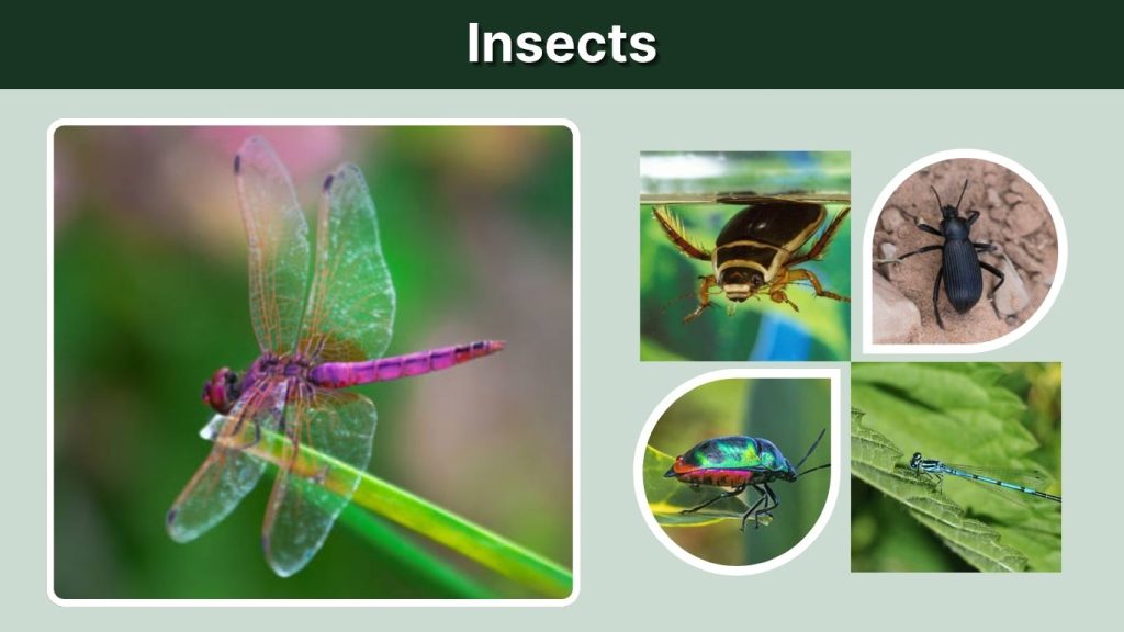 Insects