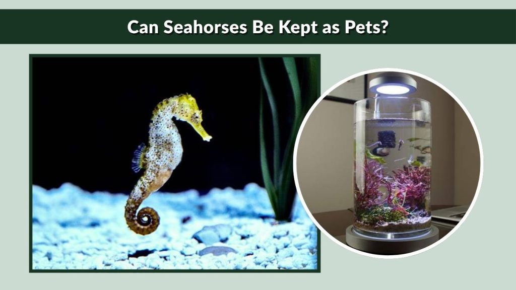 Can Seahorses Be Kept as Pets?