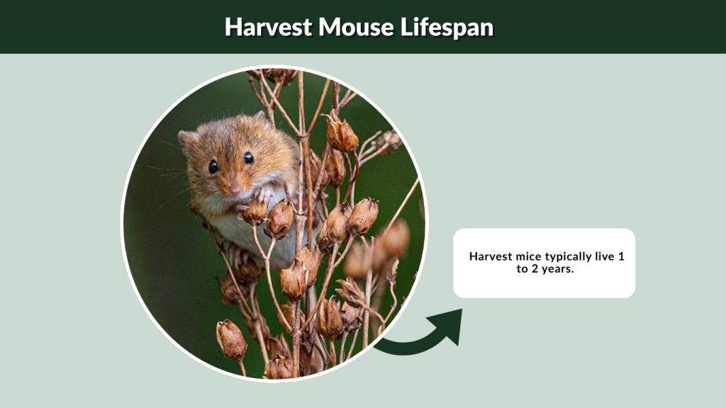 Harvest Mouse Lifespan