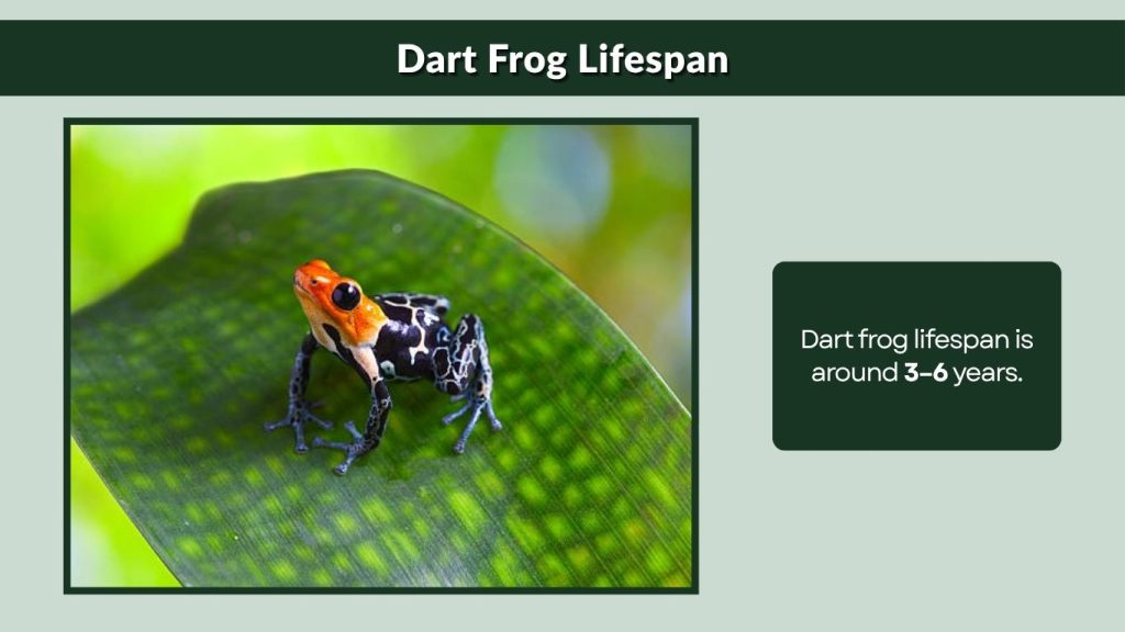 Dart Frog Lifespan