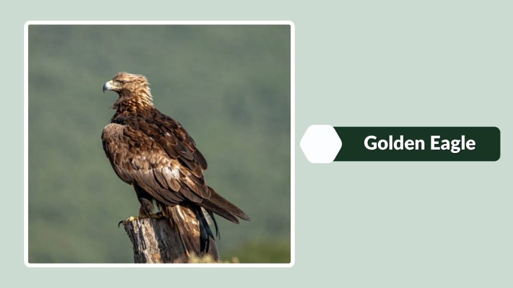 Golden Eagle