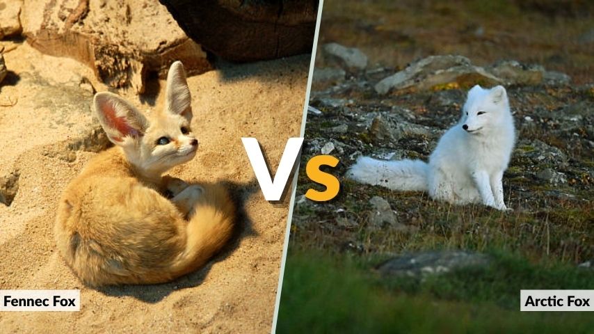 Fennec Foxes Compared to Other Foxes