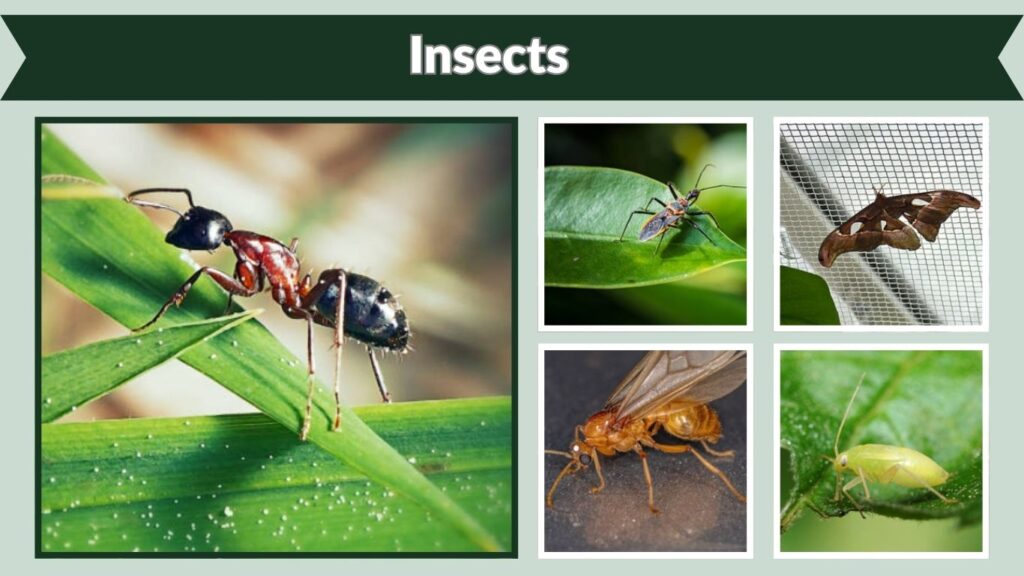 Insects