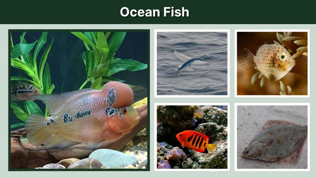 Ocean Fish