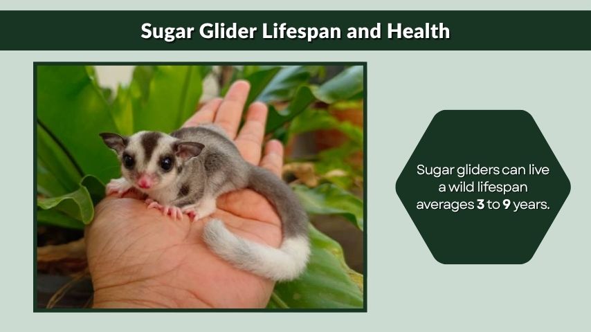 Sugar Glider Lifespan and Health