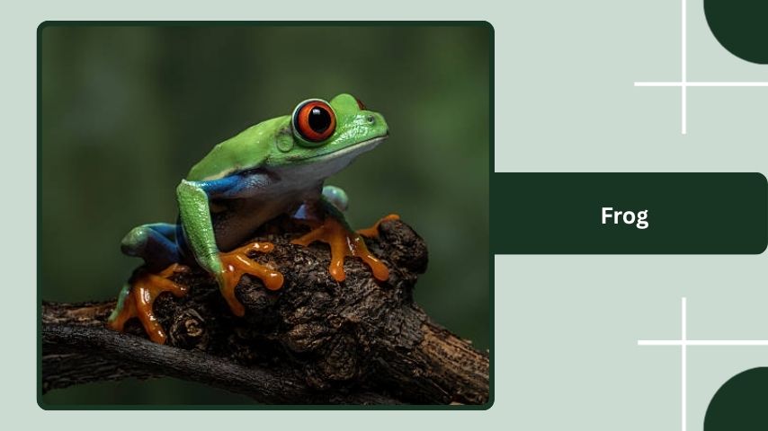 Frog