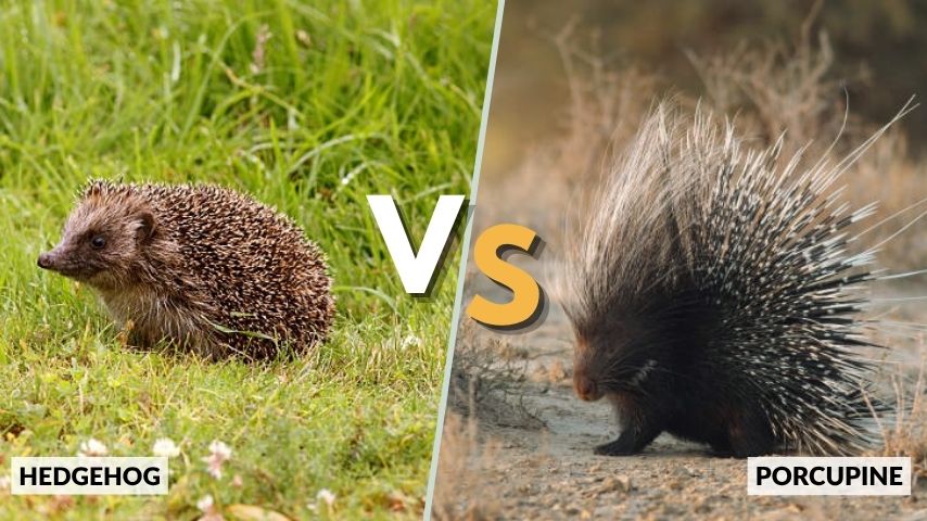 Hedgehog vs Porcupine