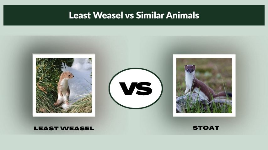 Least Weasel vs Similar Animals