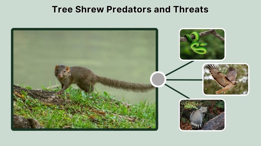 Tree Shrew Predators and Threats