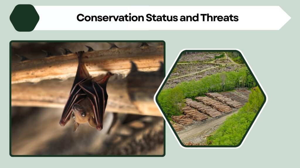 Conservation Status and Threats