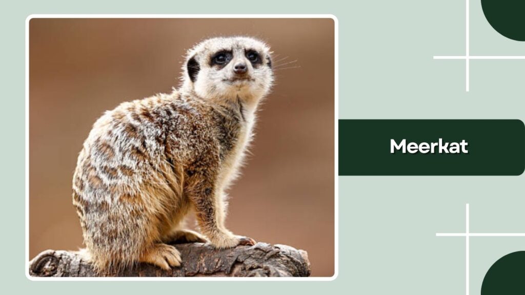 Meerkat