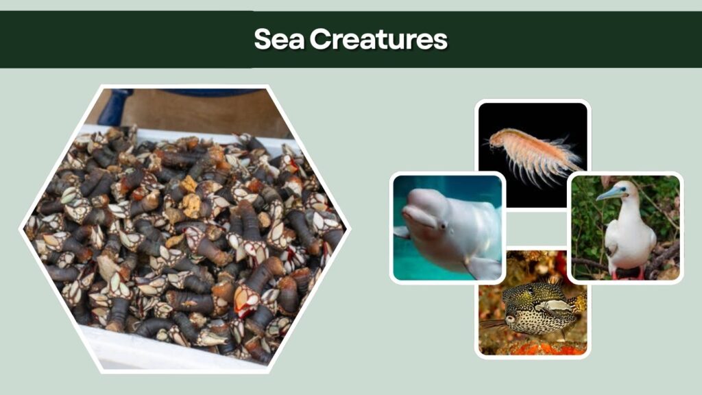 Sea Creatures