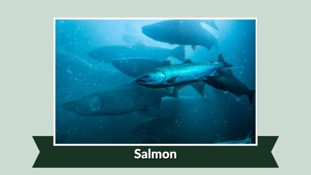 Salmon
