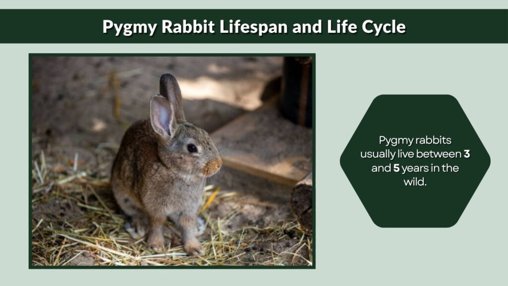 Pygmy Rabbit Lifespan and Life Cycle