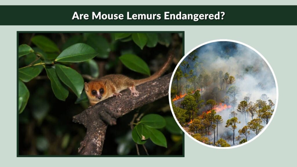 Are Mouse Lemurs Endangered?