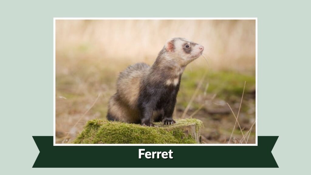 Ferret