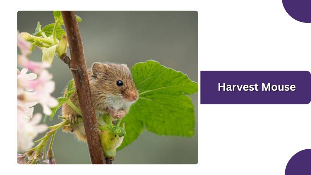 Harvest Mouse