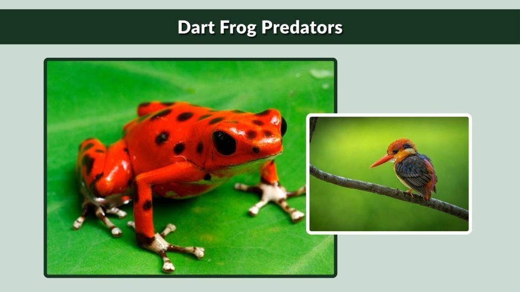 Dart Frog Predators