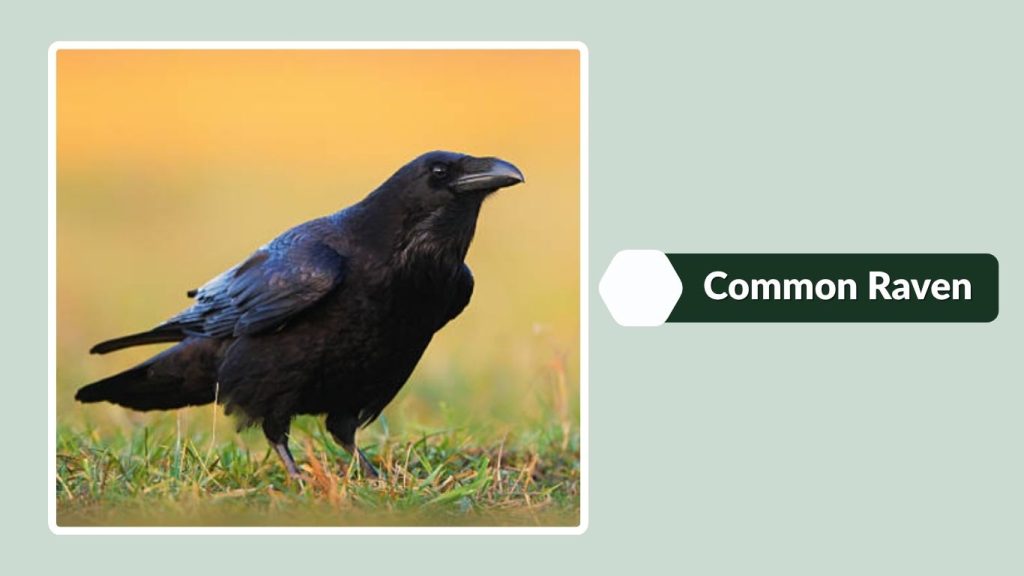 Common Raven