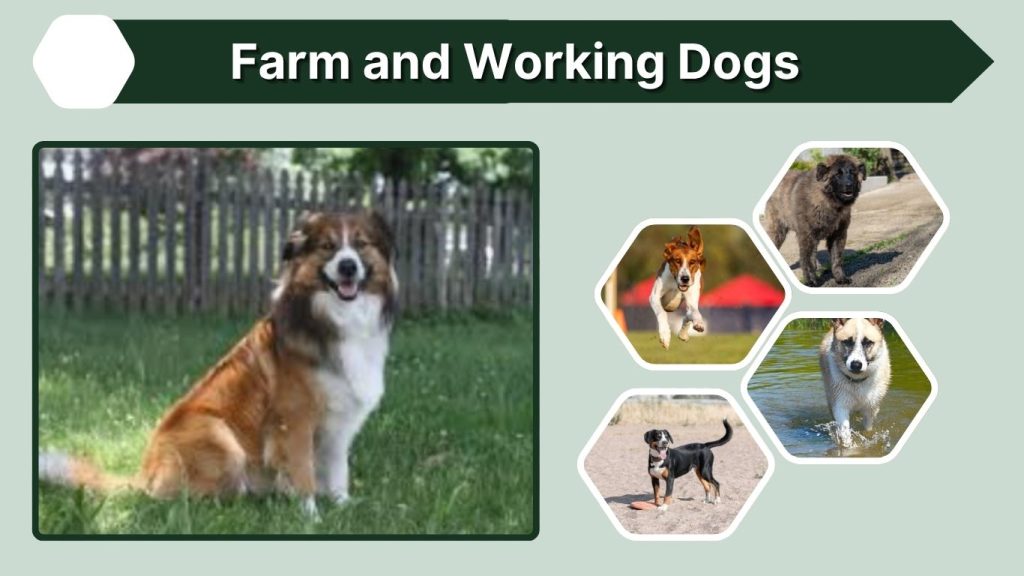 Farm and Working Dogs