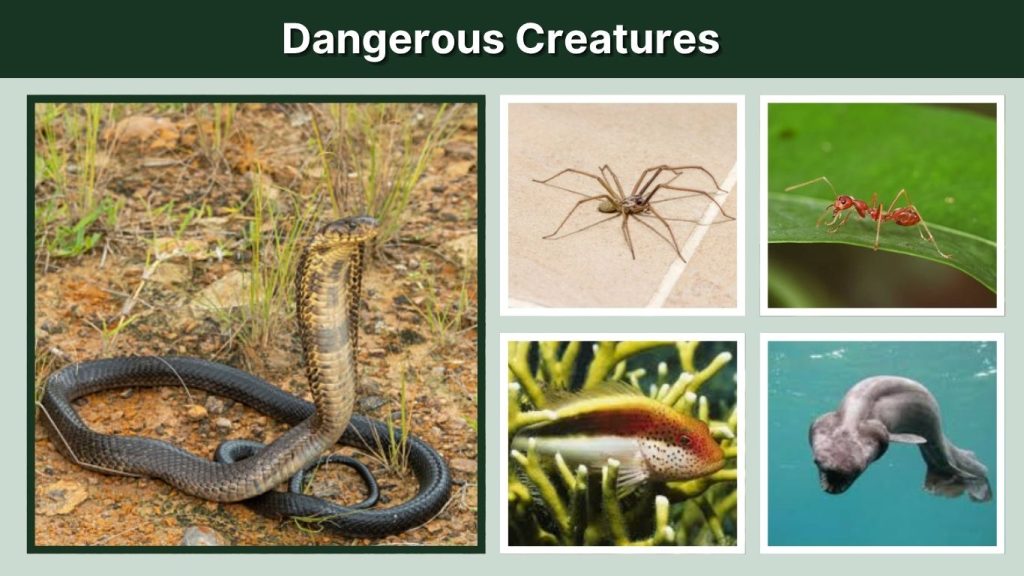 Dangerous Creatures
