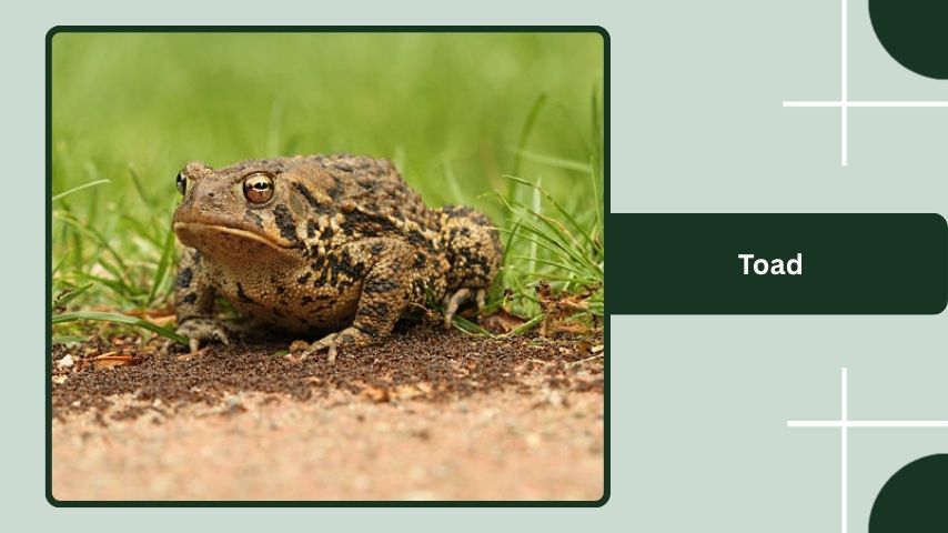  Toad