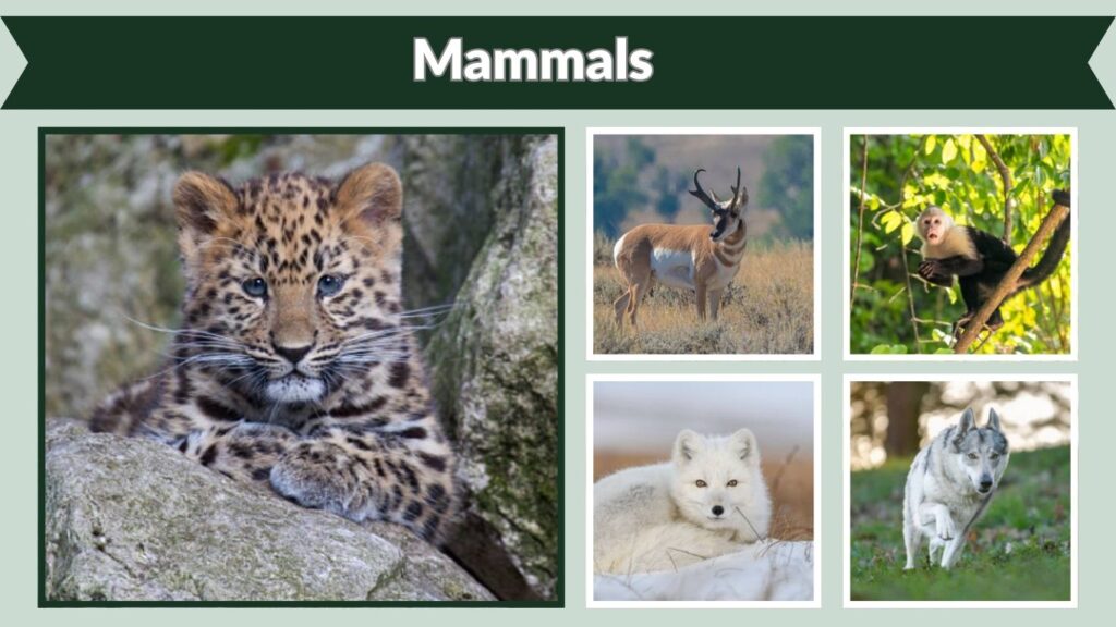 Mammals
