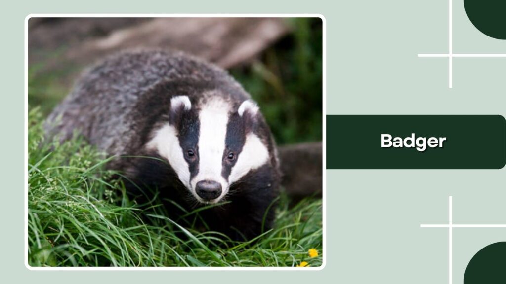 Badger
