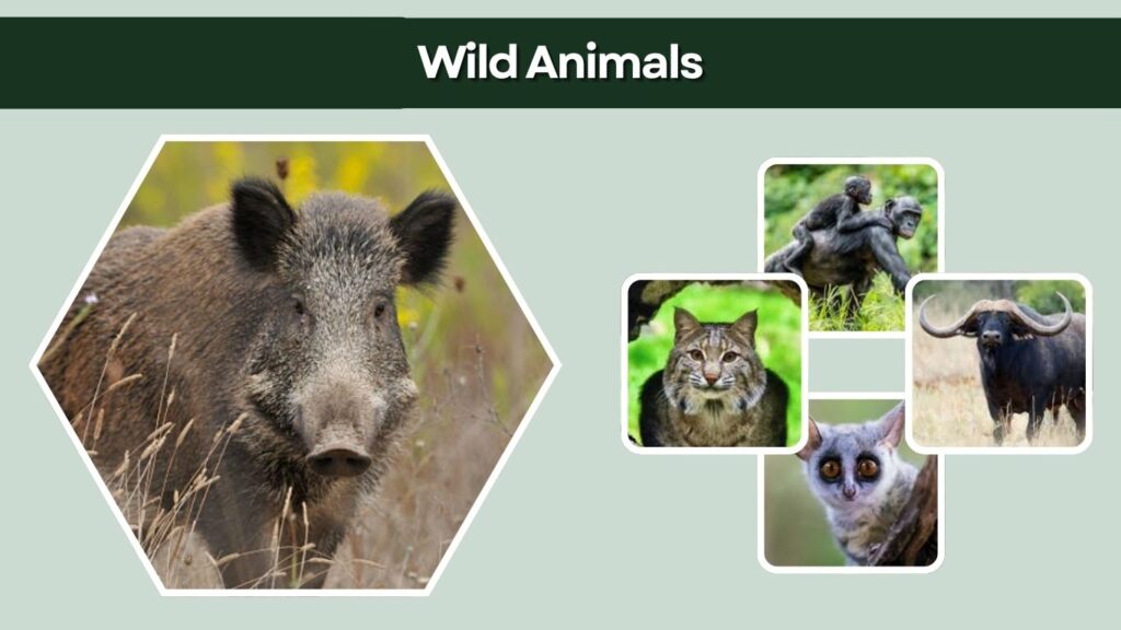 Wild Animals