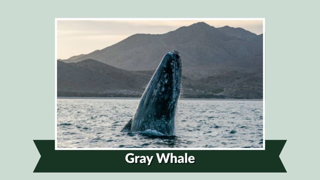 Gray Whale