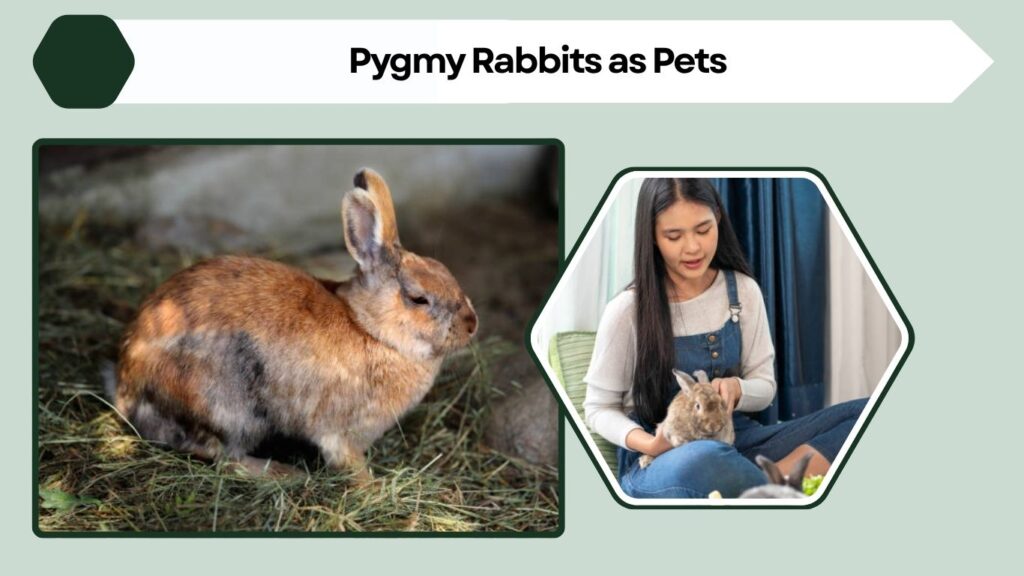 Pygmy Rabbits as Pets