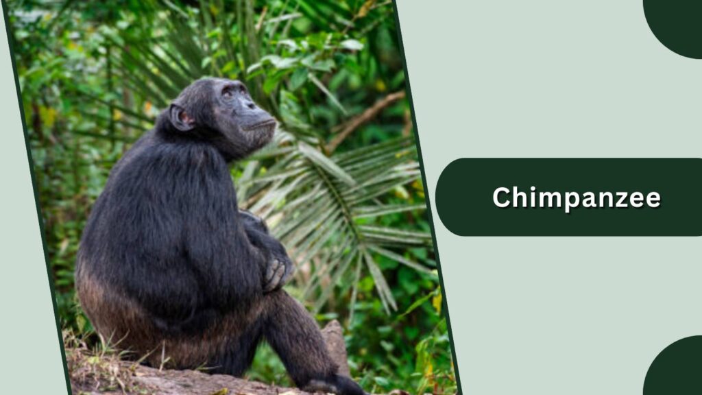 Chimpanzee