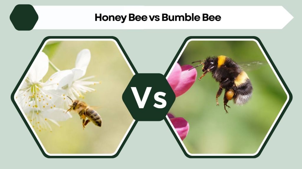 Honey Bee vs Bumble Bee