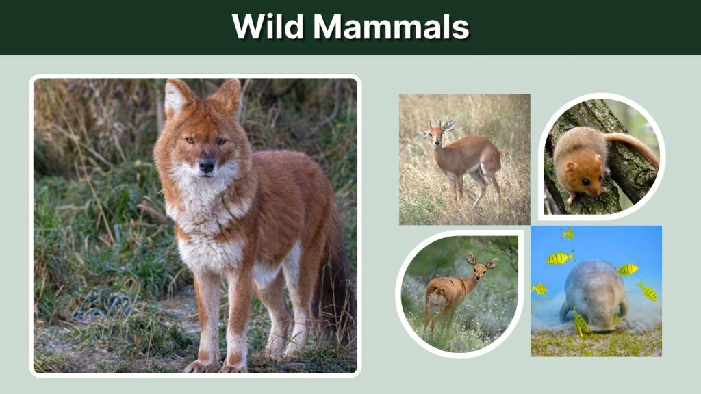  Wild Mammals