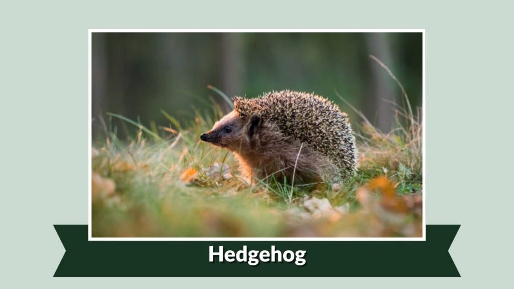 Hedgehog